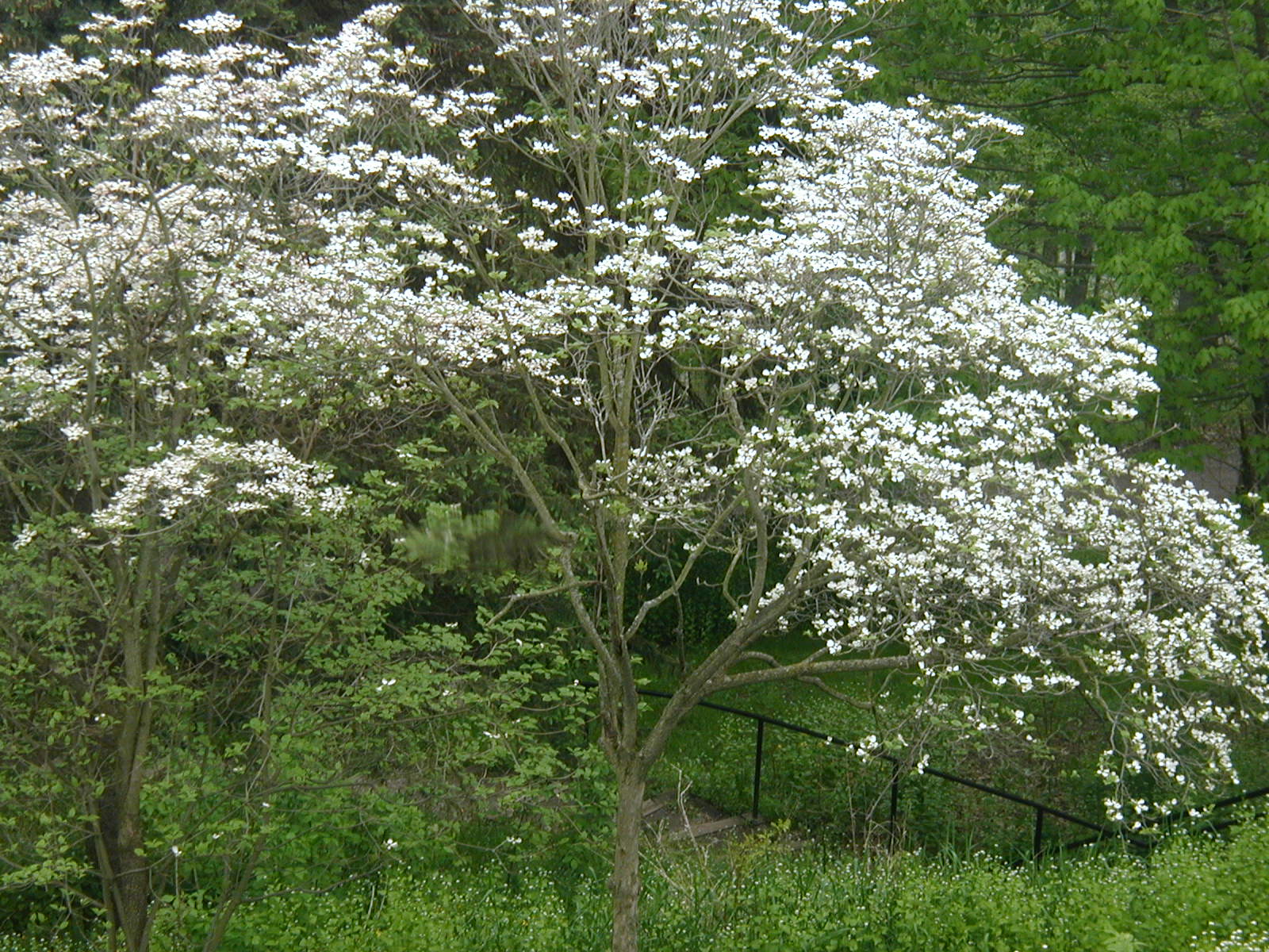 dogwood.jpg